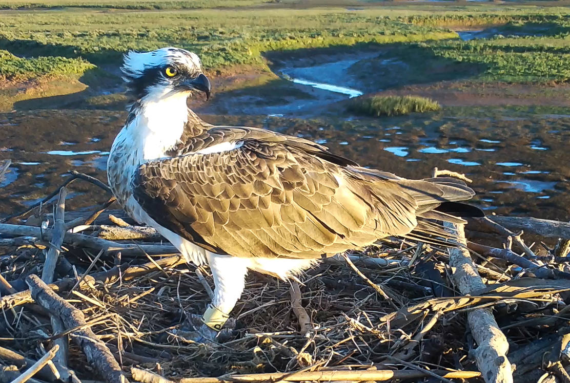 Cronología de la salvación del águila pescadora