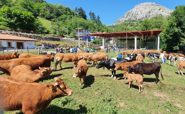 Mucho ganado en las ferias de Mirones y San Vicente del Monte