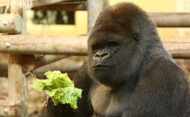 Tres gorilas del Parque de Cabárceno tienen covid