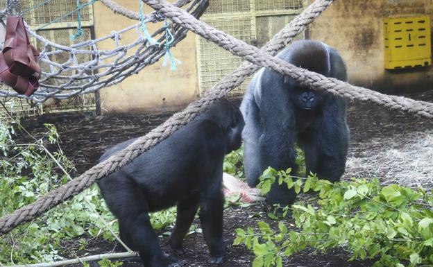 Sanidad no puede determinar la variante de los gorilas de Cabárceno y repite las pruebas