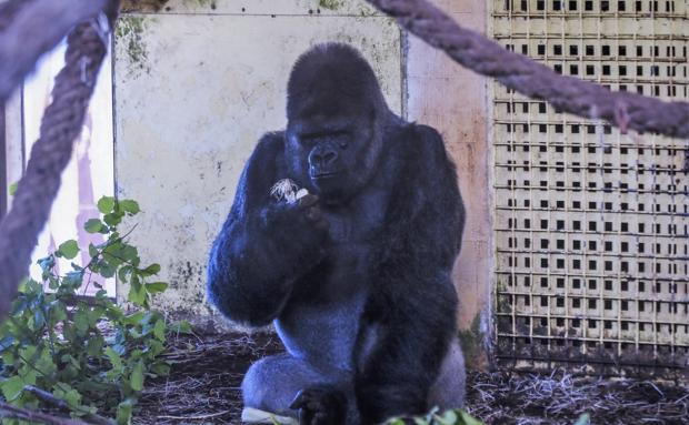 Las pruebas confirman que son seis los gorilas de Cabárceno que se han contagiado por Ómicron