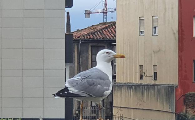 Cerca de 400 nidos de gaviota serán retirados de los tejados de Santander