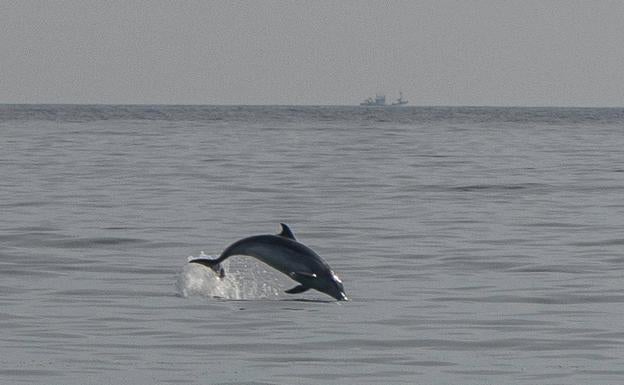 Una manada de delfines peina las playas de Cantabria a saltos y volteretas