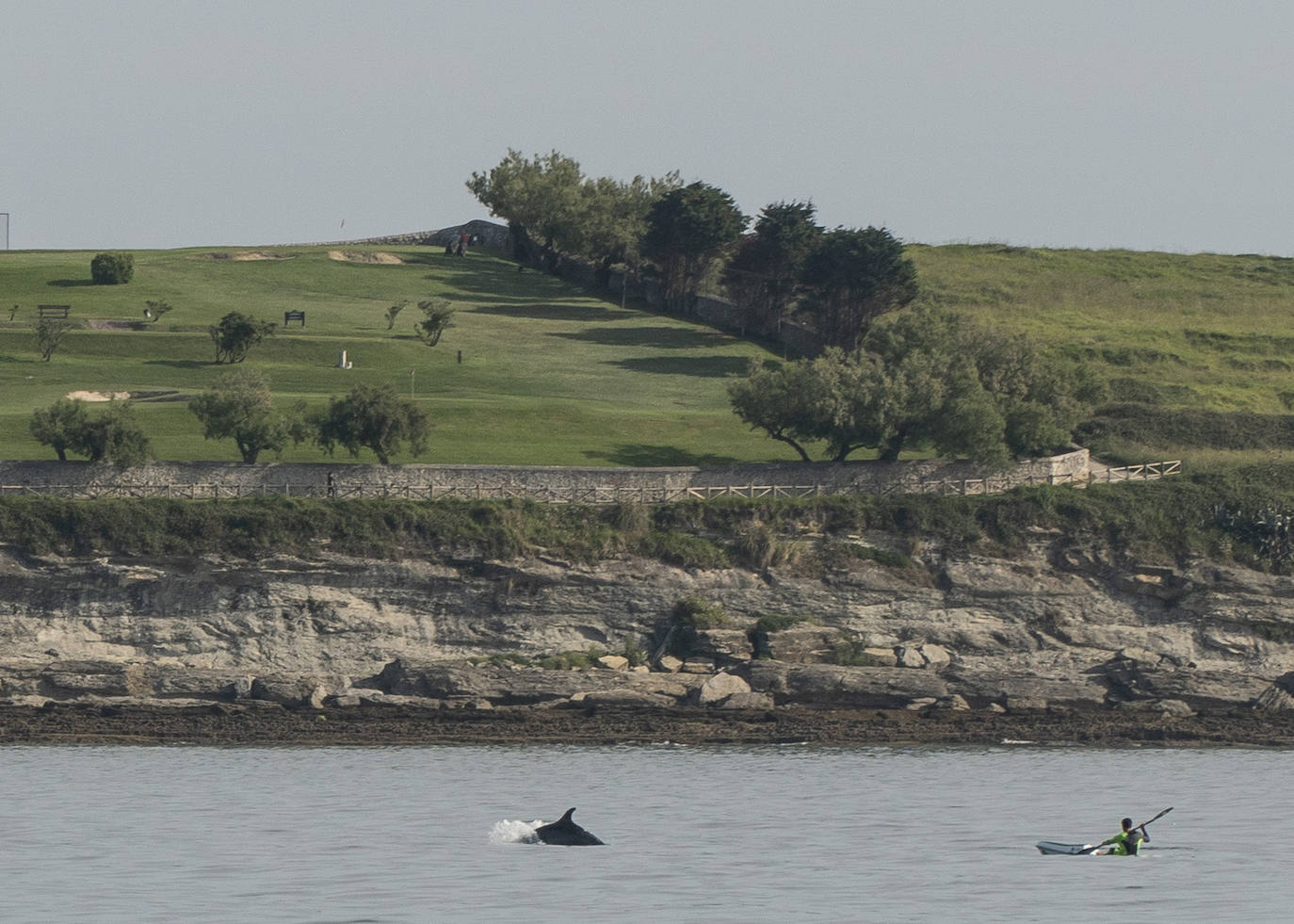 Un grupo de cinco delfines surca El Sardinero