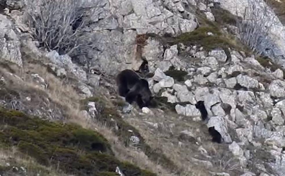 Así vivía la osa con sus dos crías antes de los ataques del oso que murió despeñado