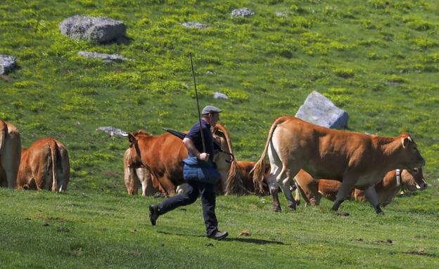 Castilla y León y Asturias siguen los pasos de Cantabria y matarán lobos sin aval de Madrid