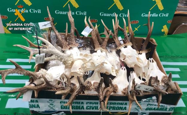 Investigados 70 furtivos, algunos en Cantabria, que enviaban sus trofeos de caza a una taxidermia de Burgos