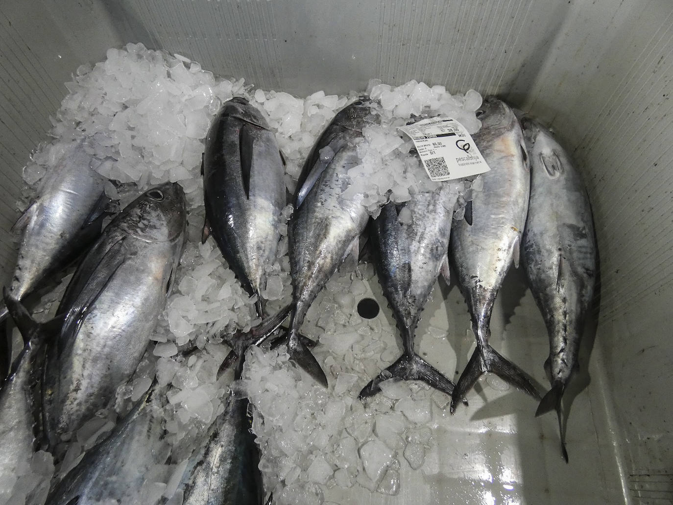 Descarga de bonito en Santoña y subasta en la lonja de Laredo