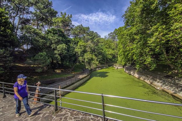 El agua del estanque de Mataleñas vuelve a cubrirse de verdín