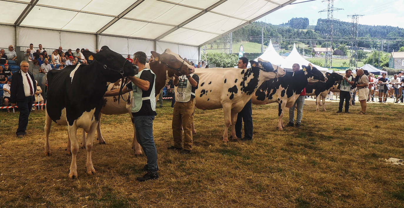 Las mejores vacas frisonas de Cantabria, en el concurso de San Antonio de Renedo de Piélagos