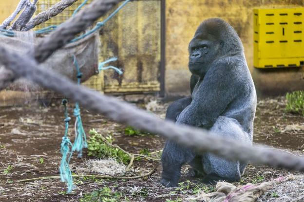 La variante que infectó a los gorilas de Cabárceno no tiene mutaciones