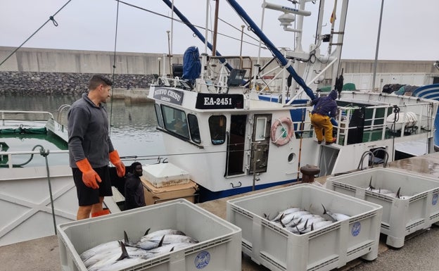 Subastados 27.000 kilos de bonito en la lonja de Laredo