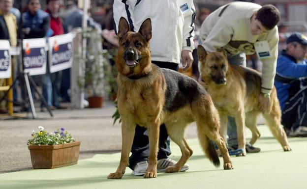 La Asociación Canina de Cantabria proyecta un centro de crianza y selección de razas puras en Parbayón