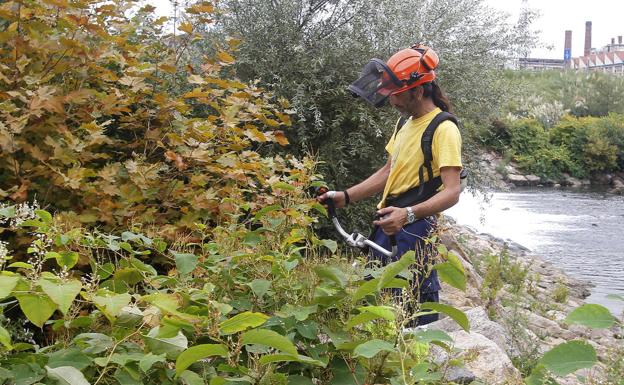 El Ministerio propone aplazar la regeneración de la ribera hasta concluir el soterramiento