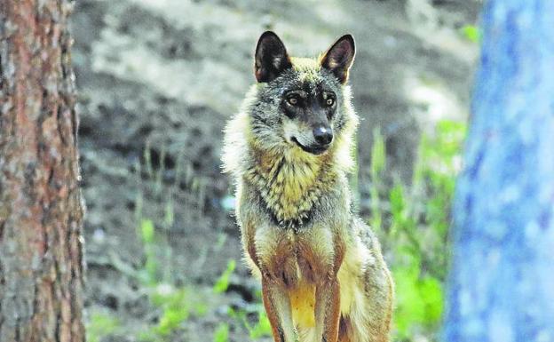 El Ministerio oficializará en unos días el plan para volver a matar lobos en Cantabria