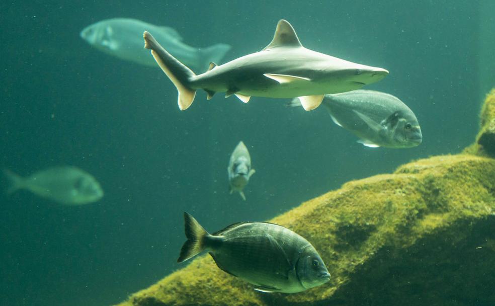 Los tres nuevos inquilinos del Museo Marítimo