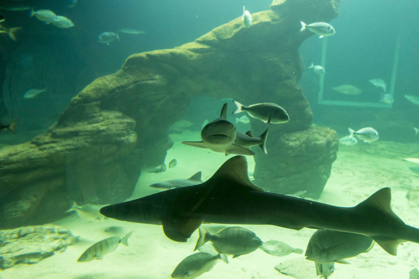 Así son los tres nuevos tiburones grises del MMC