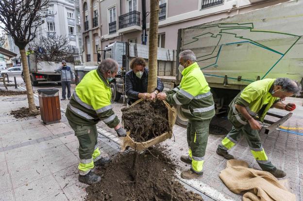 La licitación del contrato de Parques y Jardines de Santander avanza con nueve candidatas