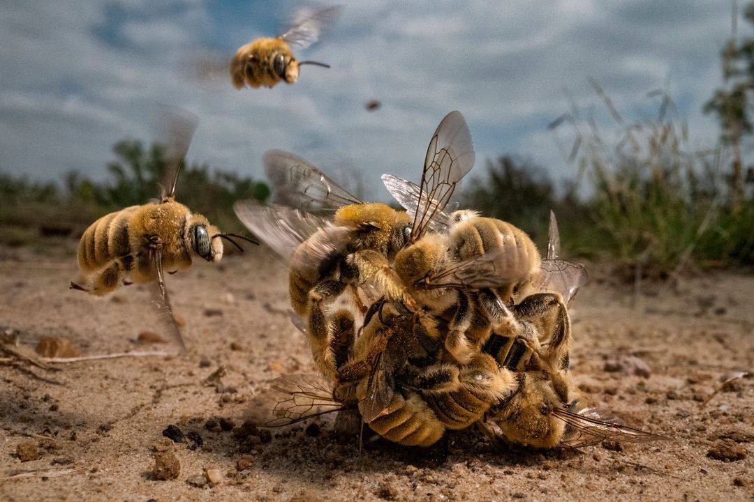 Las fotografías más espectaculares del mundo natural