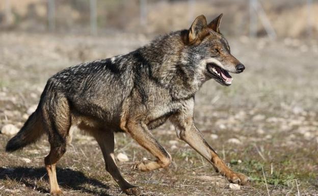 El Constitucional desbarata el intento de Castilla y León de blindar la caza del lobo