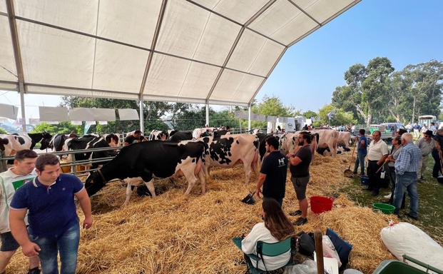 Espíritu ganadero en Mataleñas