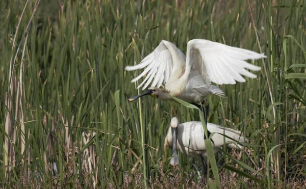 La espátula vuelve a la laguna de Palos 60 años después