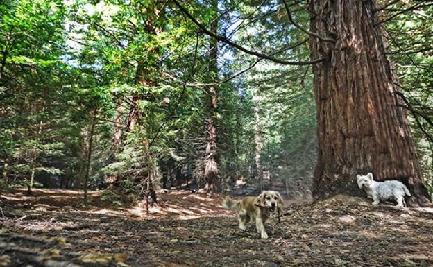 Ciudadanos propone crear un parque canino en Cabezón de la Sal