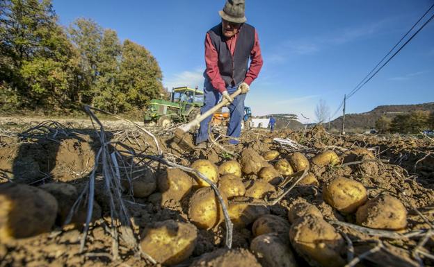 Convocadas las ayudas a la compra de semilla certificada para patata de Valderredible