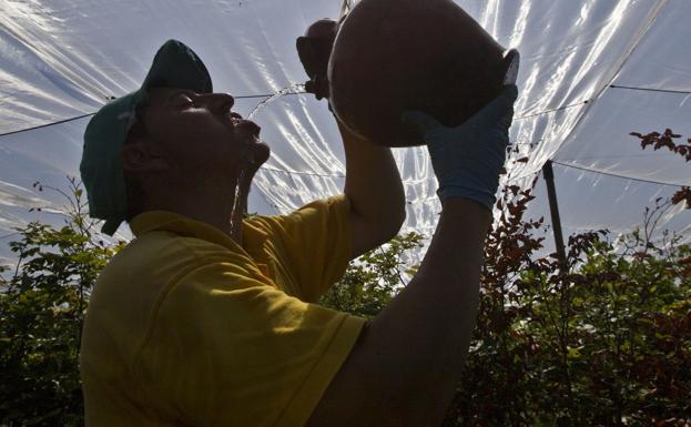 Paradoja: ante el calor, bebidas no muy frías