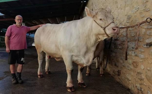 Otras cuatro razas de vaca podrán llevar la etiqueta 'Carne de Cantabria'