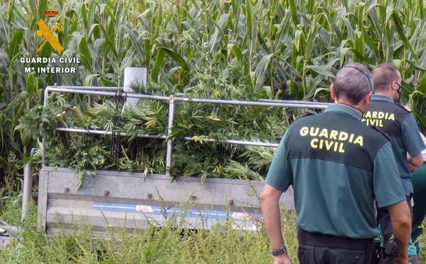 Absuelven a cuatro empresarios acusados de traficar con marihuana cuando era cáñamo