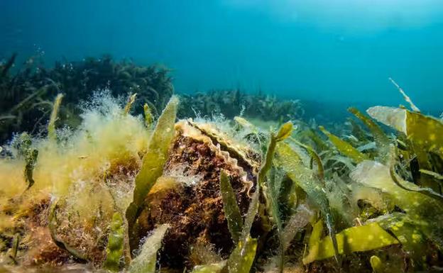 Ostras para mejorar la calidad del agua del Mar Menor