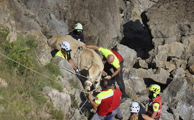 Una vaca por los aires: el helicóptero rescata una res atrapada en el acantilado de Ruiloba desde anoche