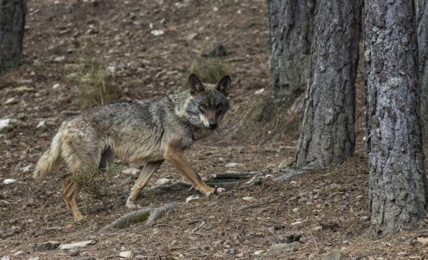 Cantabria aguarda la inminente respuesta del Ministerio a su petición de matar diez lobos