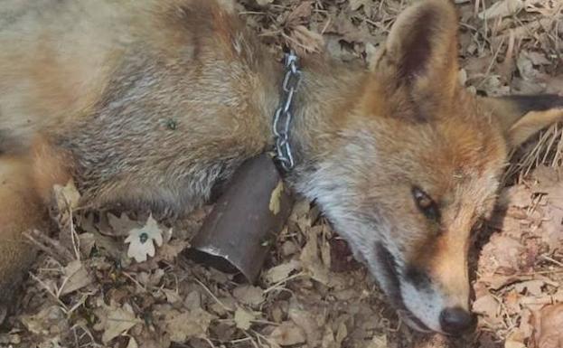 Muere un zorro al que colocaron a «mala fe» un cencerro en el cuello