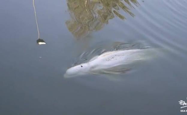 Muere la ballena rescatada a contrarreloj en el río Sena