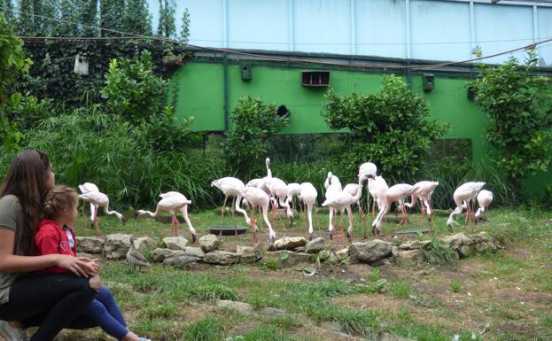 Cábarceno y el zoo de Santillana creen que la Ley de bienestar animal no modificará su día a día