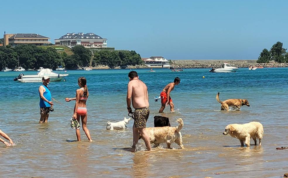 «A los perros también les gusta la playa»