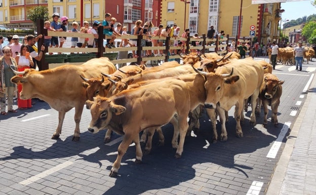 Espectacular muestra ganadera y gran pasá por las calles de Ampuero