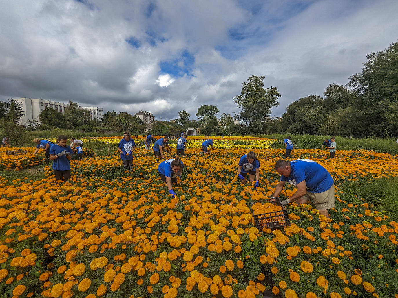 La recogida floral de Laredo, en imágenes