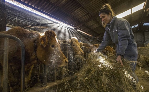 El consejero admite que las pérdidas de los ganaderos «van a ser cuantiosas»