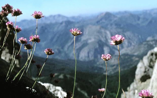 ¿Cuántas plantas conoces de las 1.350 especies que hay en Picos de Europa?