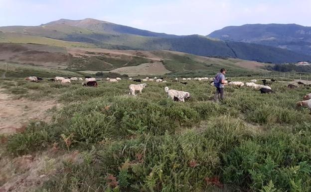 La carne de la tierra en platos cántabros y romanos