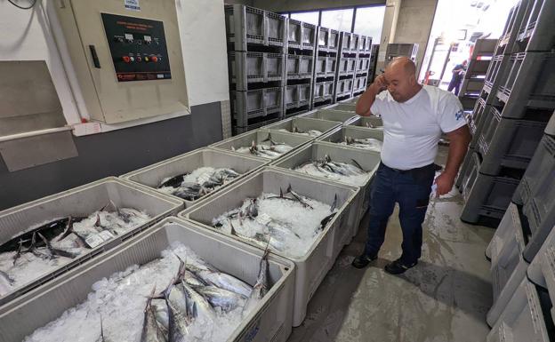 90.000 kilos de bonito tensan la lonja de Laredo