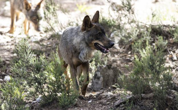 La Consejería amplía hasta el 30 de septiembre el plazo para la caza controlada de diez lobos