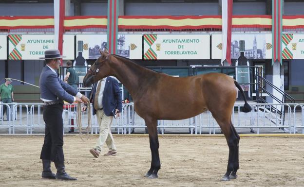 El concurso de caballos de pura raza española reúne a 31 ganaderías