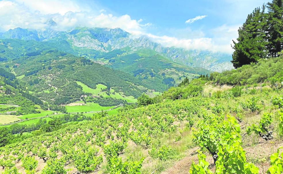 Vinos de Liébana, la recuperación de la tradición