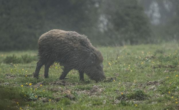 Villaescusa pide más controles de la fauna silvestre