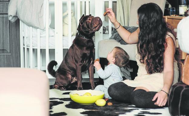 En Cantabria hay el triple de perros que de niños