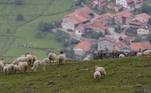 Más cabras y ovejas en los montes para prevenir los incendios forestales